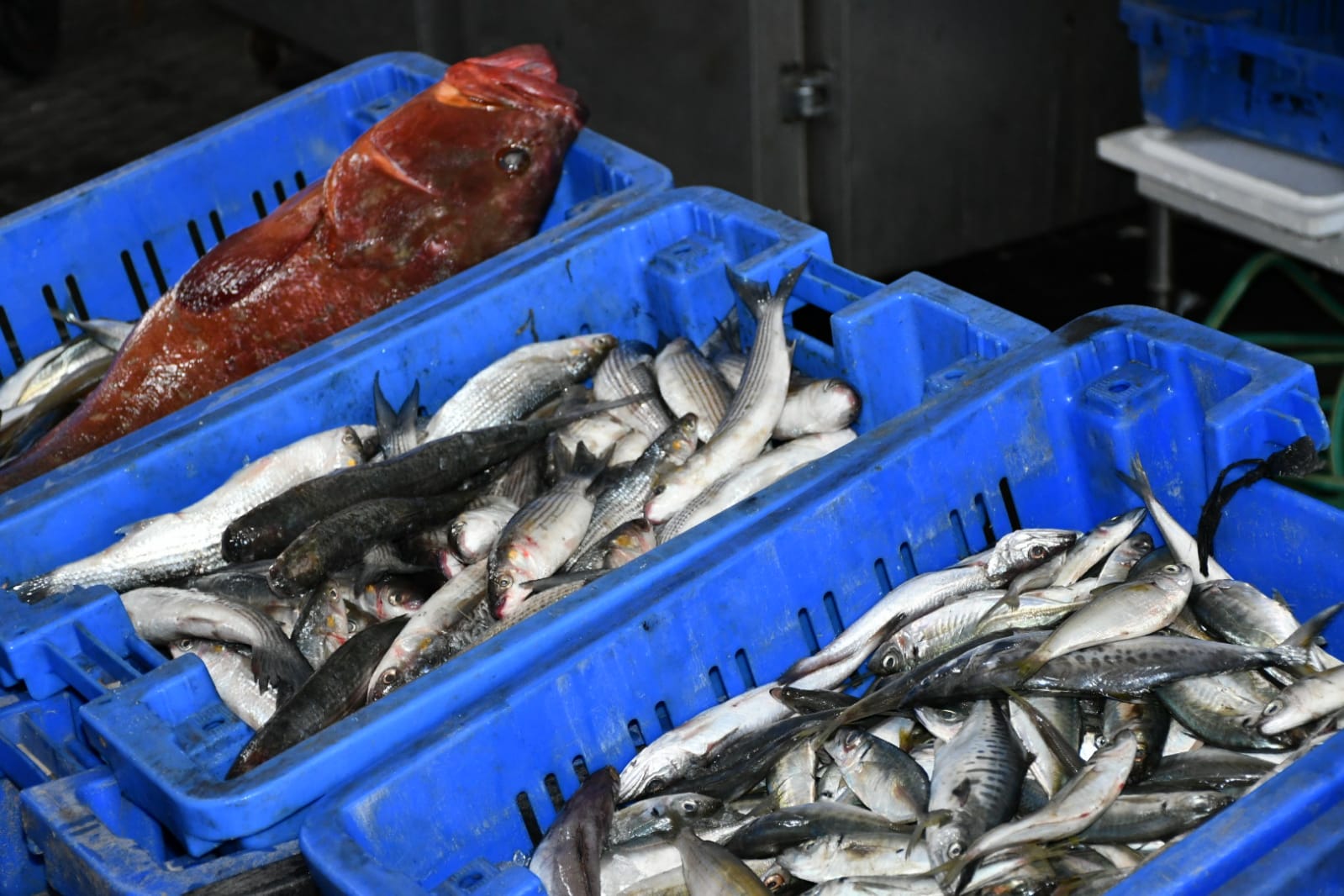 WhatsApp Image 2020-11-23 at 8.41.16 AM (3).jpeg.jpeg